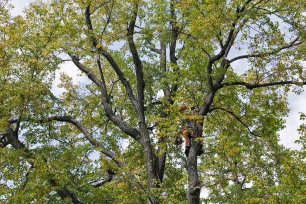 Best Tree Risk Assessment  in Petersburg, WV